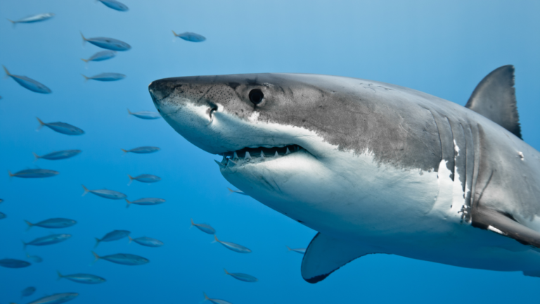 10 Fascinating Facts About Shark Teeth: If Sharks Have No Bones, What Are Their Teeth Made Of?