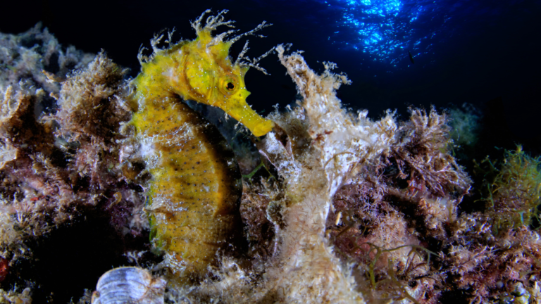 7 Fascinating Facts About Seahorses: Are They The Only Males That Give Birth?