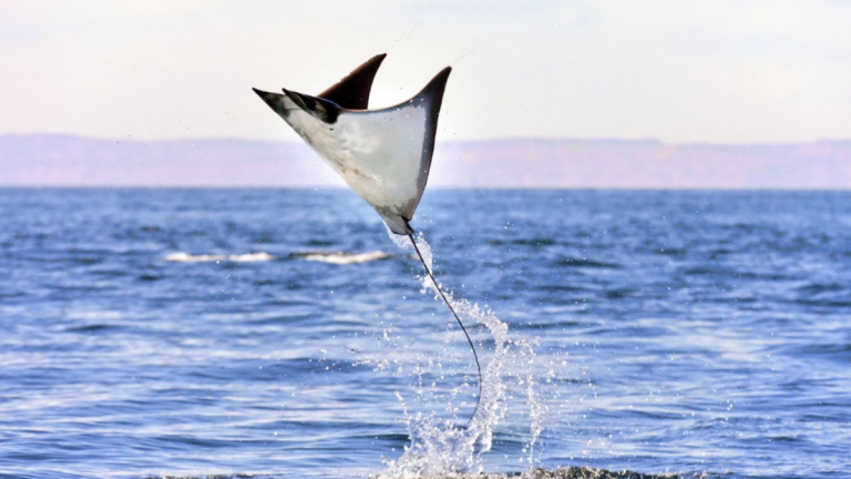 7 Fascinating Reasons Why Stingrays Jump Out Of Water You Never Knew About