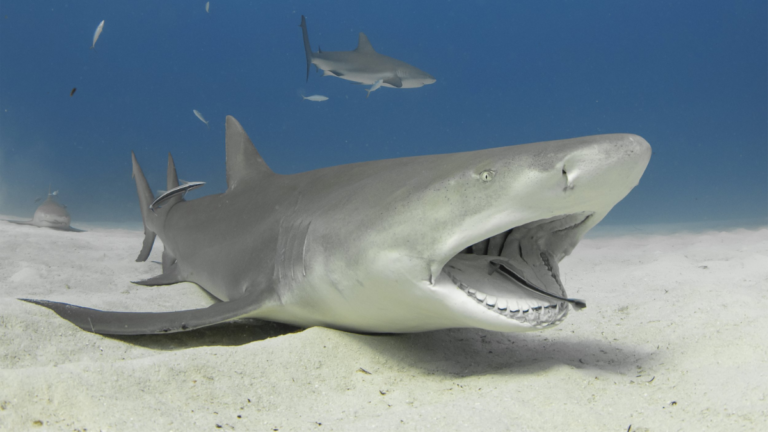 Discover The Fascinating World Of Sharks: 12 Surprising Species You Didn’t Know Existed