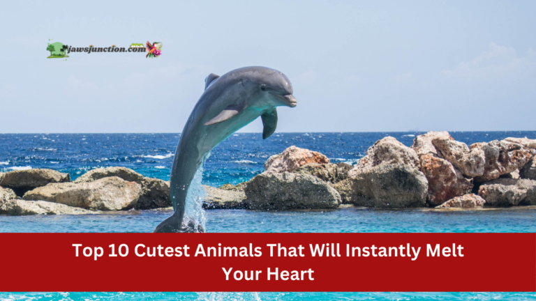 Top 10 Cutest Animals That Will Instantly Melt Your Heart