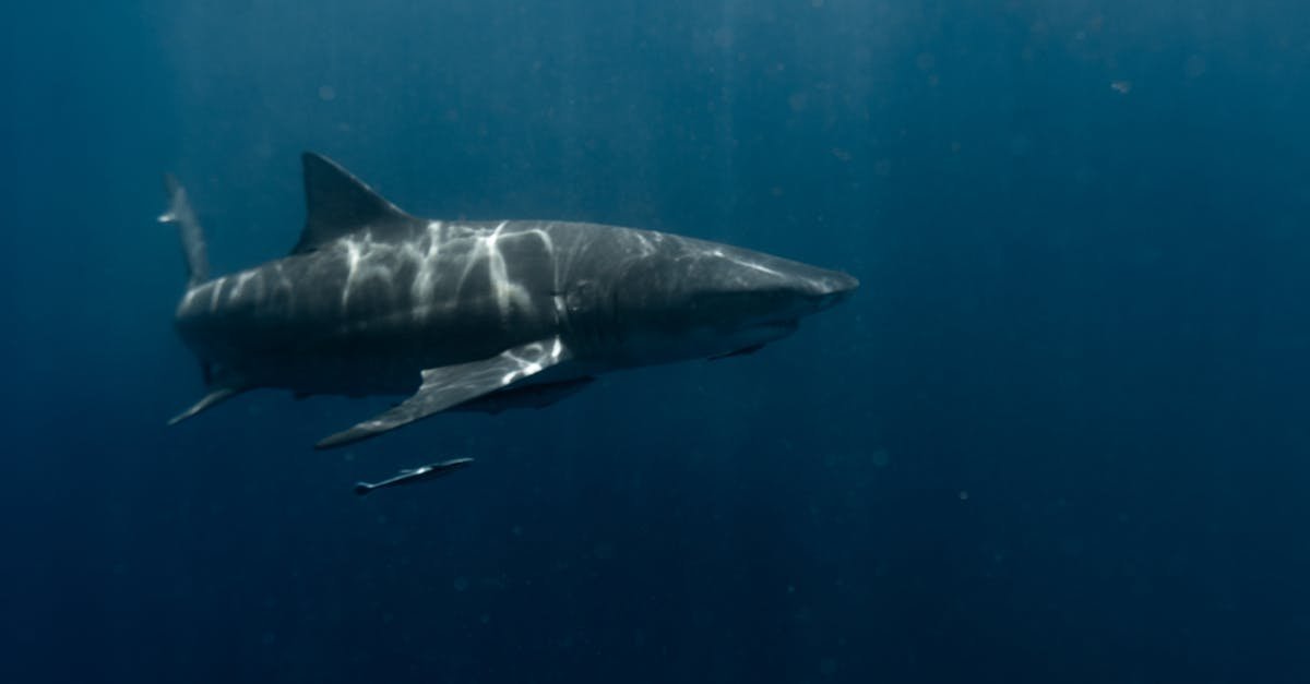 How Much Does A Great White Shark Weigh - jawsjunction.com