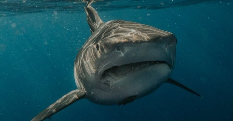 Discover The Fascinating World Of Sharks: 12 Surprising Species You Didn’t Know Existed