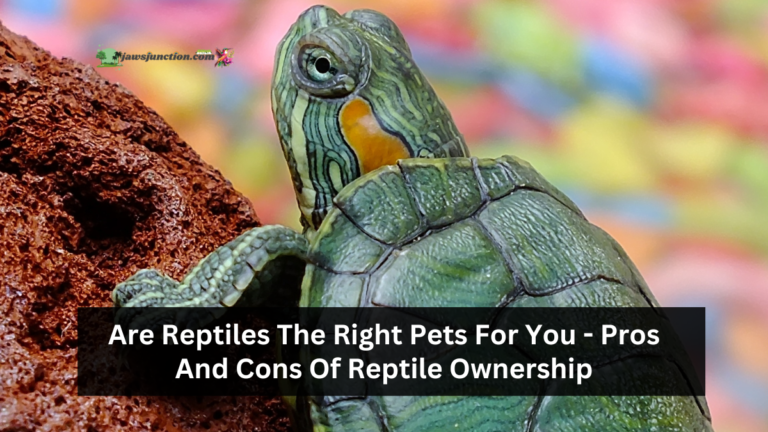 Are Reptiles The Right Pets For You - Pros And Cons Of Reptile Ownership