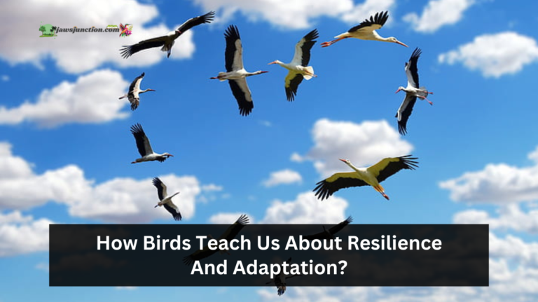 How Birds Teach Us About Resilience And Adaptation?