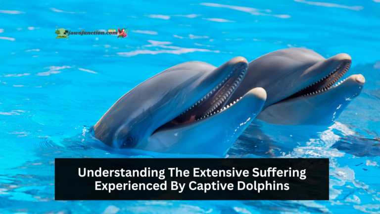 Understanding The Extensive Suffering Experienced By Captive Dolphins